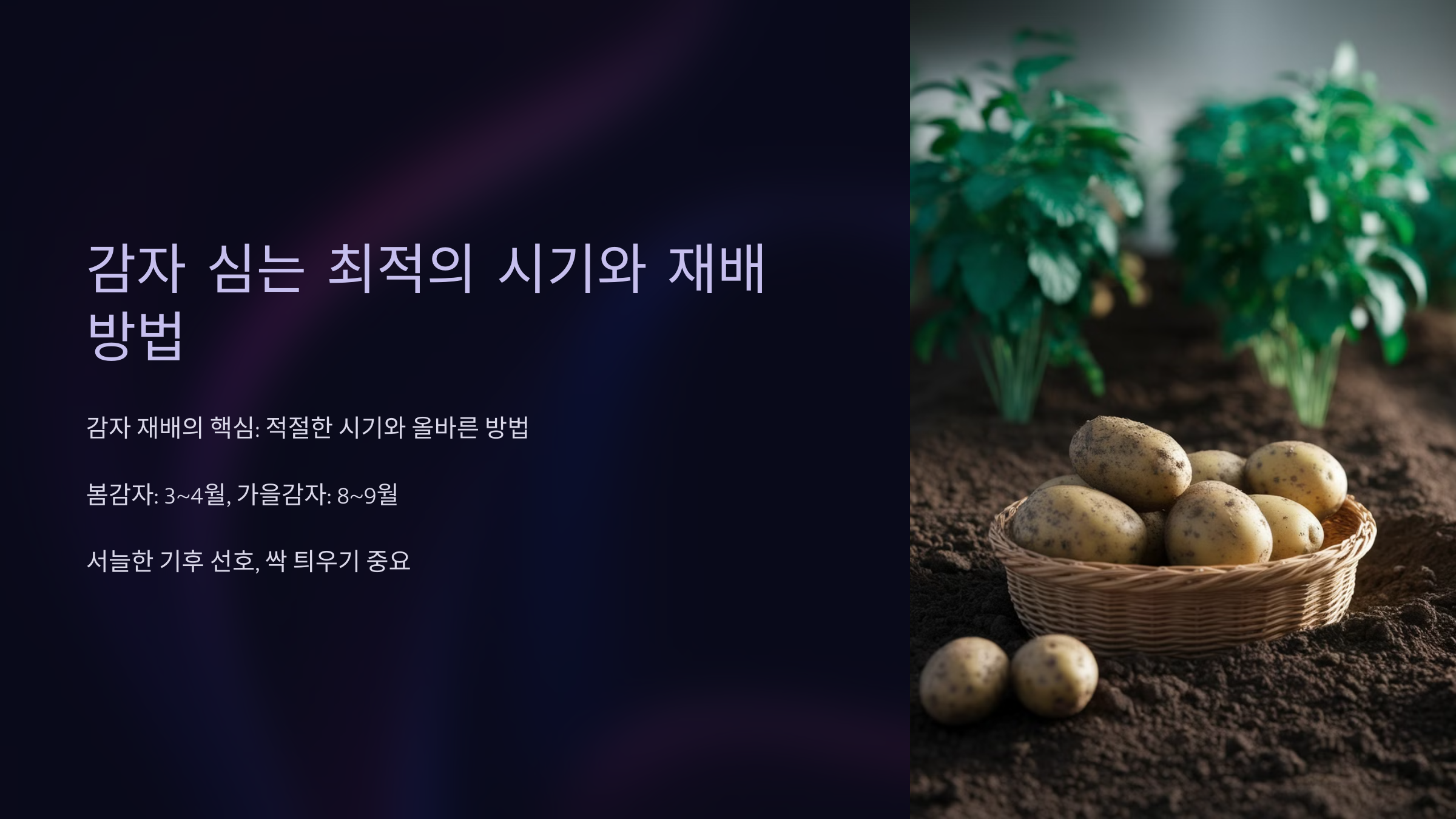 감자 심는 최적의 시기와 재배 방법