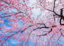 일본-벚꽃-개화시기-2