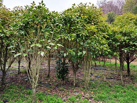 황칠나무 효능_당뇨예방