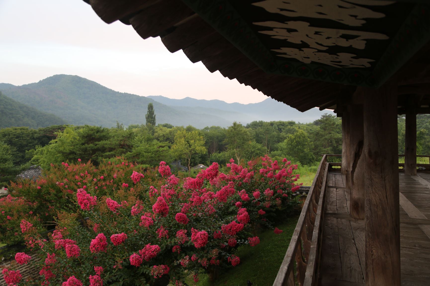 안동 병산서원 배롱나무 꽃