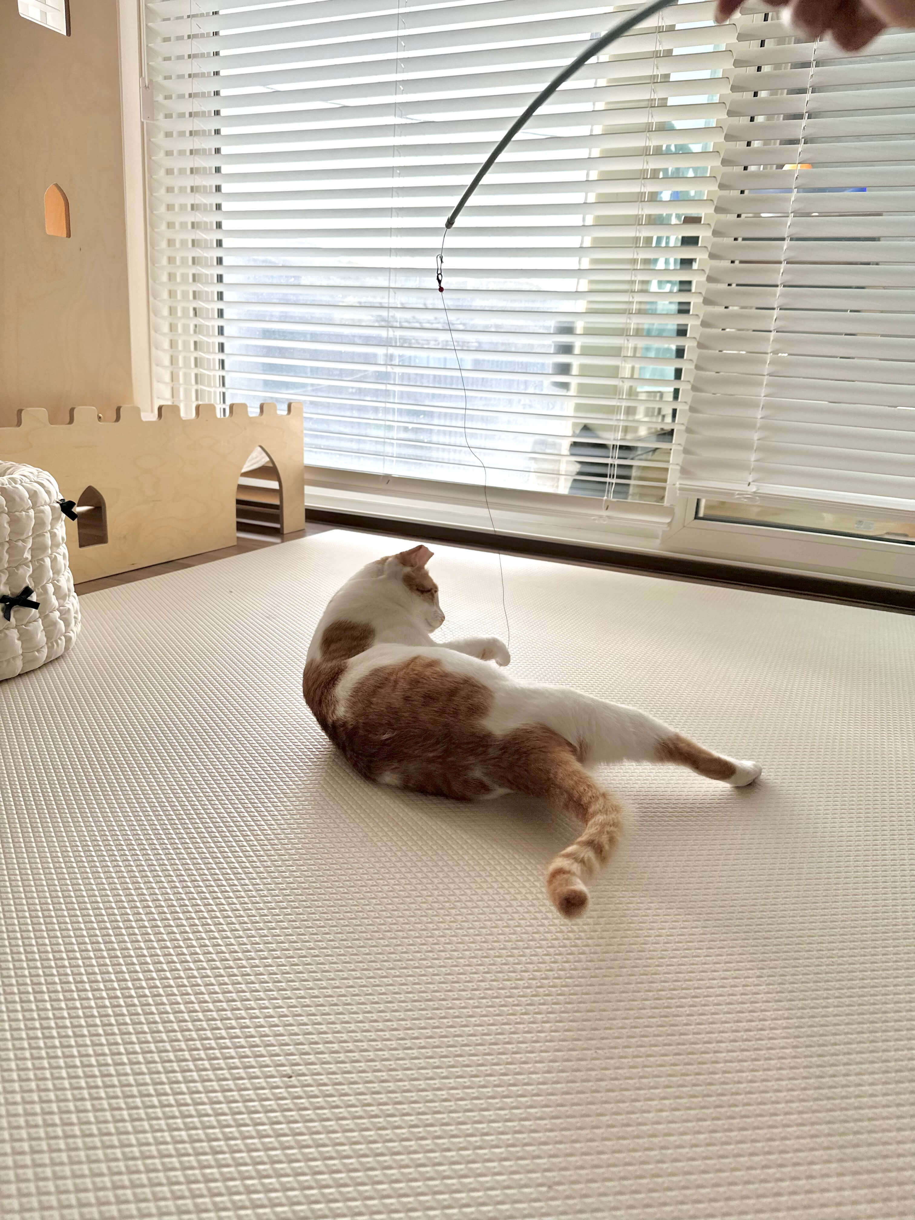 미끄럼 방지 기능이 뛰어난 디팡 러그 매트 위를 편안히 노는 반려묘