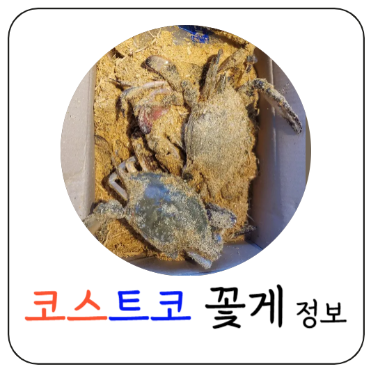 코스트코꽃게정보