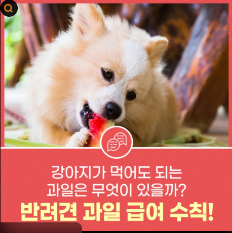 강아지 과일 급여 완벽 가이드