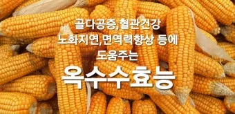 옥수수 효능과 옥수수 삶는 방법 전자렌지 초당옥수수 찰옥수수 차이 비교 자료_7