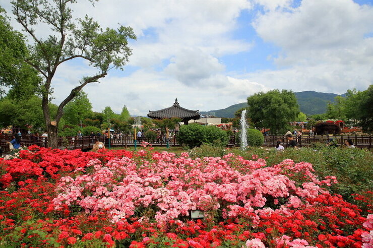 [5월 축제]2025 곡성 세계장미축제❘장미 실시간 개화 상황, 입장권 예매 방법, 프로그램 및 일정, 체험 가이드