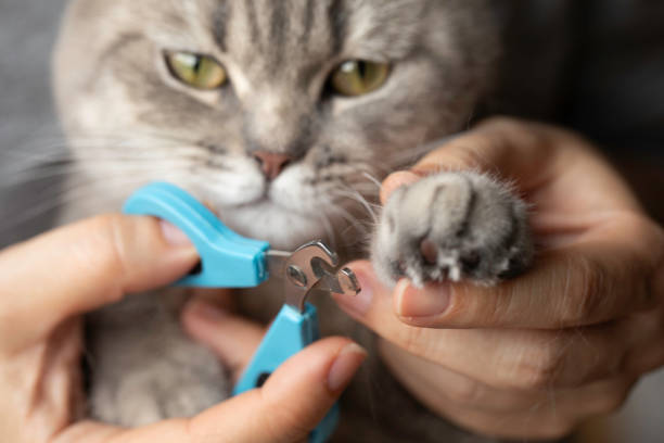 반려동물 발톱 관리의 중요성