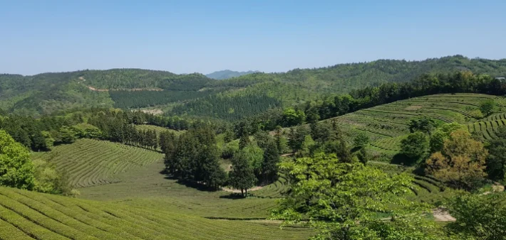 한국인의-밥상-보성-다향-대축제