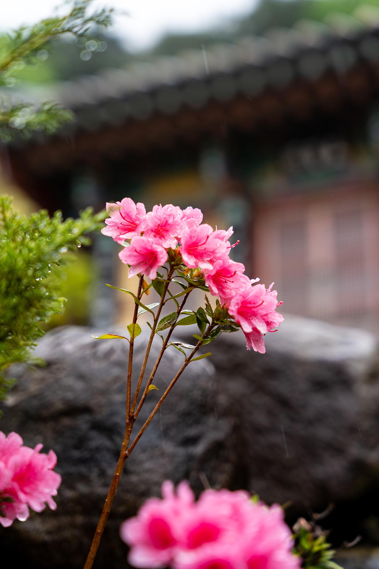 밀양 만어사 철쭉