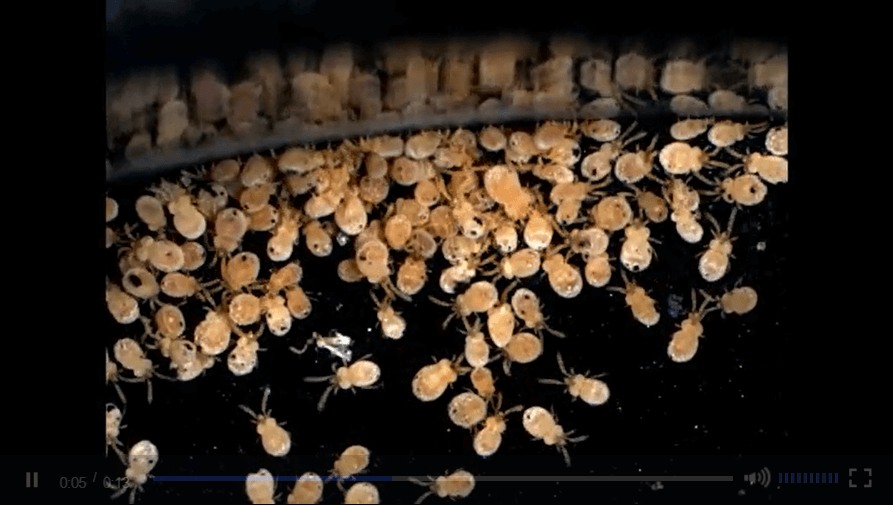 진드기-빈대-효과적인-퇴치제-기피제-살균기-스타일러스-비교구매가이드[가성비최고]