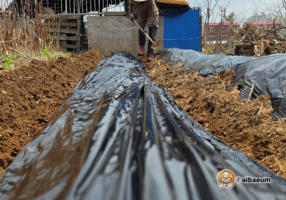 ai_4_비닐-멀칭-작업