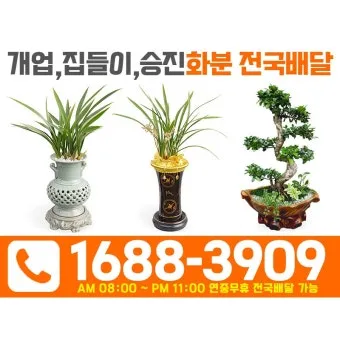 실내화분 이동 스트레스 줄이기 화분자리 변경 단계적적응 빛조절 요령_32