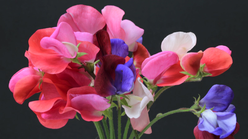 일별 탄생화 : 4월