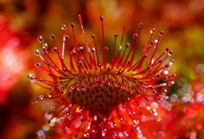 식충식물 끈끈이주걱