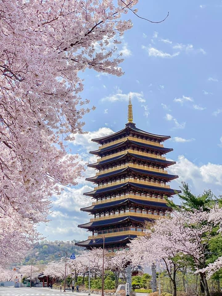 경주 황룡원 벚꽃 여행사진