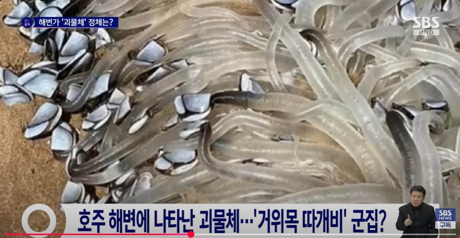 따개비 군집의 기괴한 정체