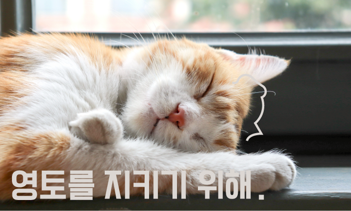 함께-자는-고양이