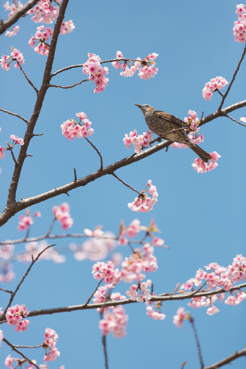 유달산 봄축제