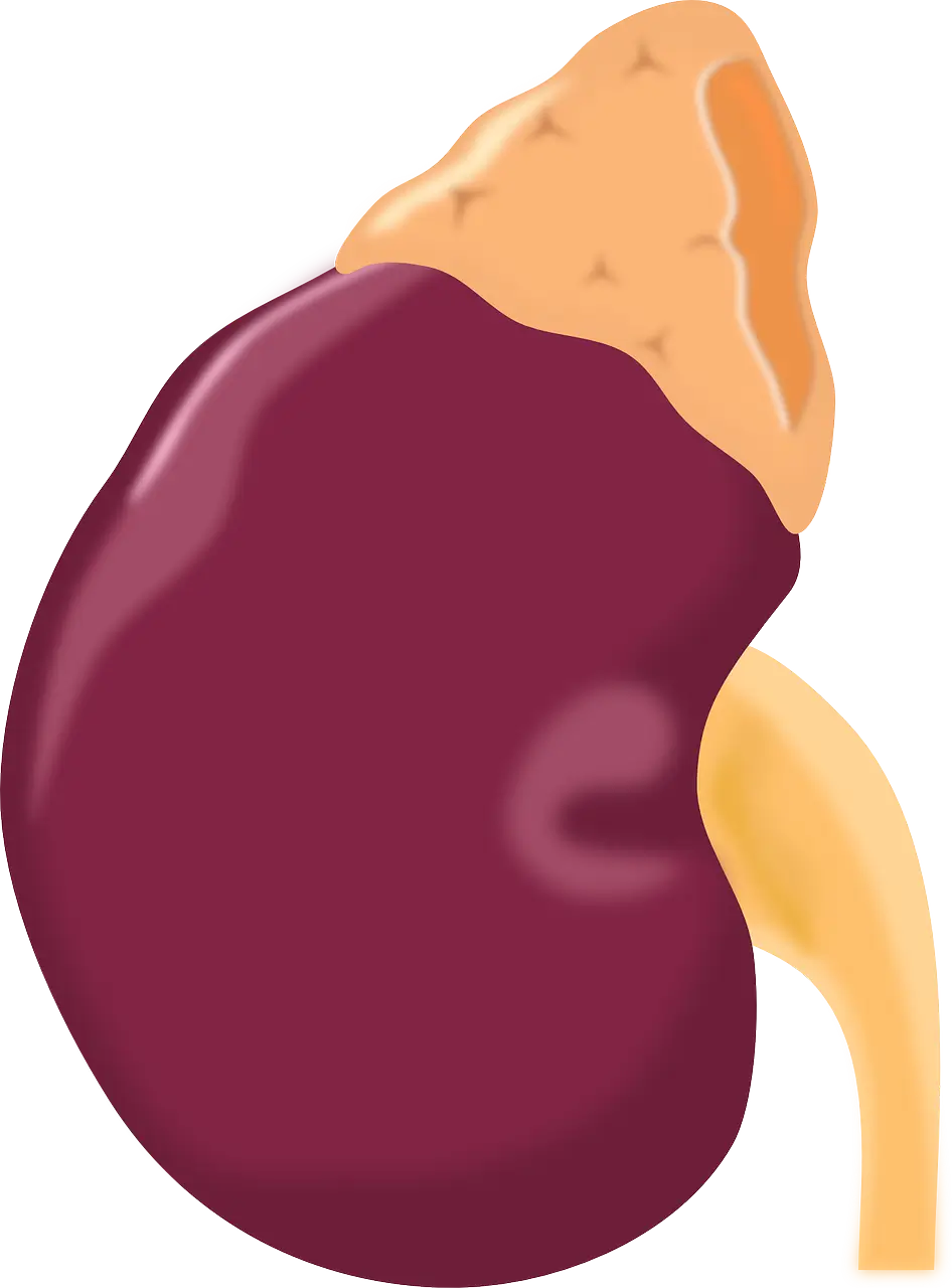 신장 질병 고인산혈증 정의