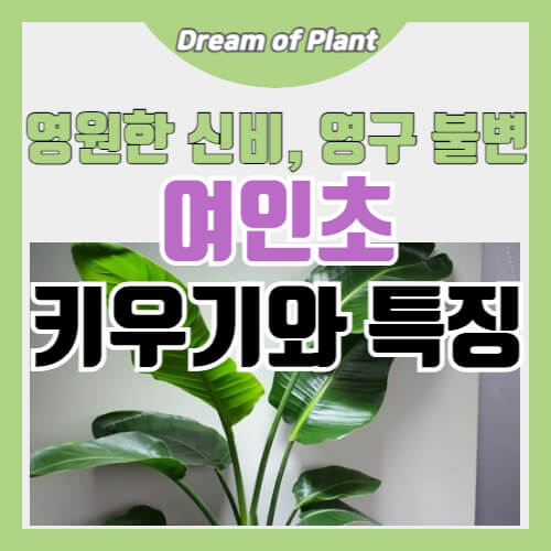 여인초 키우기와 특징 썸네일 이미지