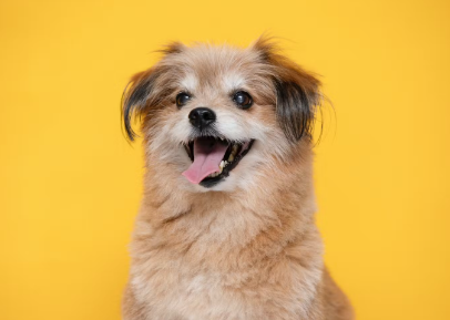 웃는 얼굴의 믹스견.