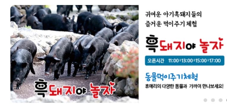 제주 휴애리 유채꽃축제 ❘ 동물과 함께하는 감성 봄 여행! 일정 &amp; 체험 정보 안내