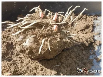 곤약 재배 모판 만들기 습도 관리 알맞은 그늘_2