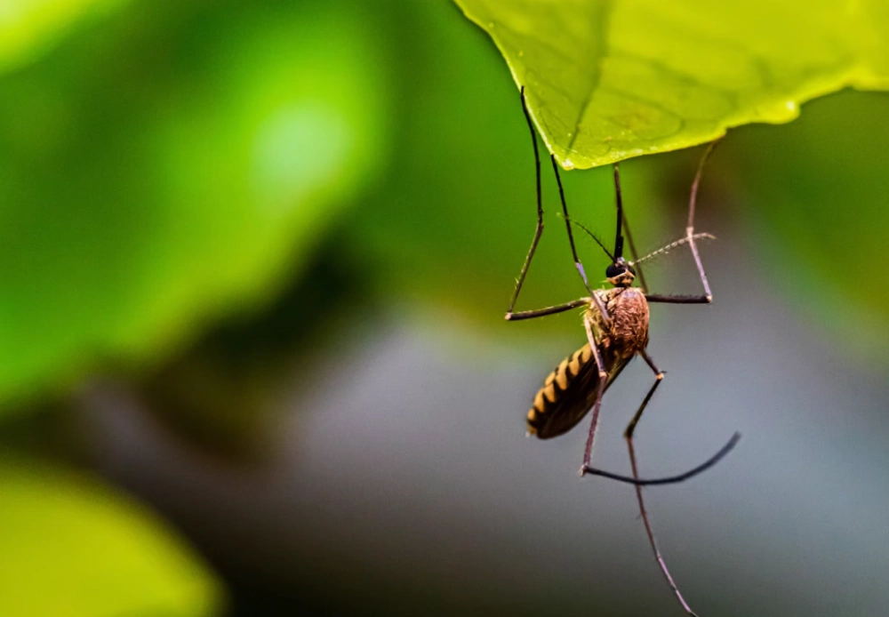 성인 일본뇌염 예방접종