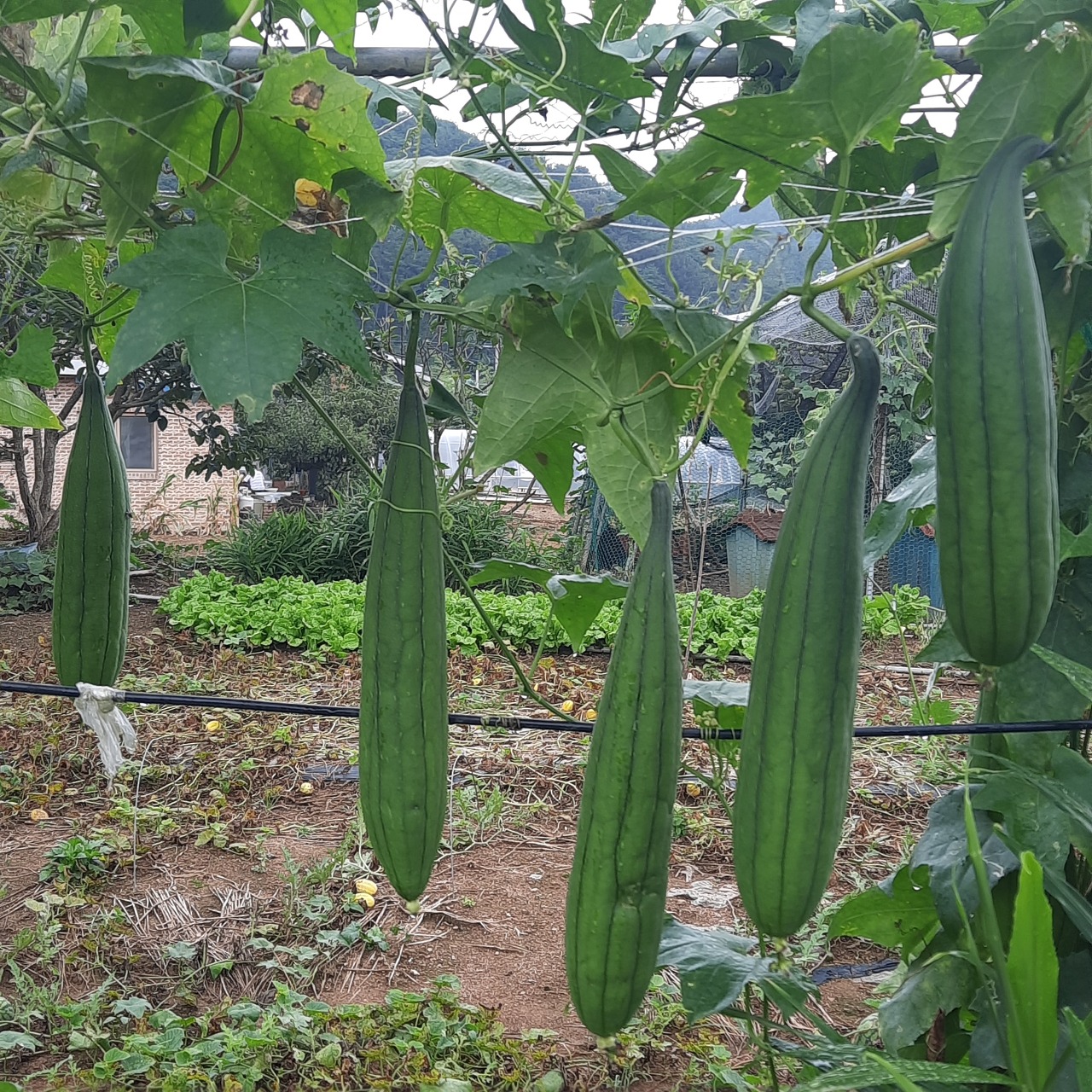 수세미박 효능 및 부작용