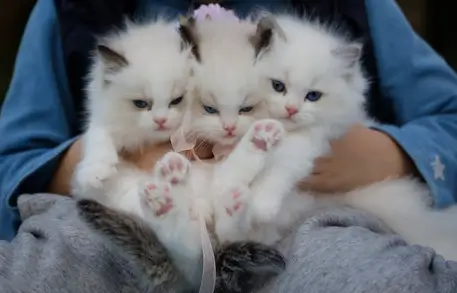 고양이 꿈해몽