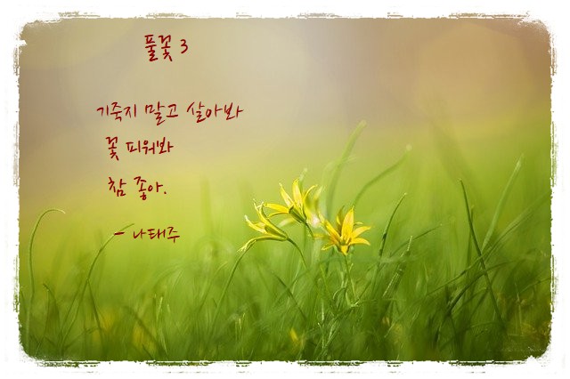 '풀꽃3' 시와 꽃이 있는 배경이미지