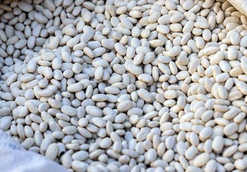 흰강낭콩추출물 파세올라민 혈당 조절 효능