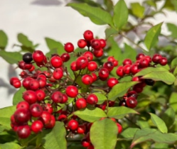 남천나무열매-사진4