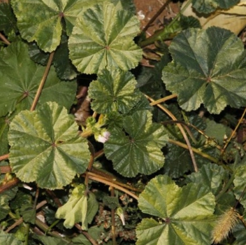 아욱 효능 부작용 고르는법 칼로리