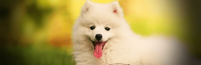 웃고있는-강아지-사진