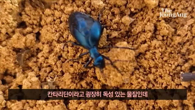 남가뢰-독