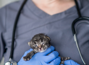 수의사의 팔에 안기는 아기 고양이