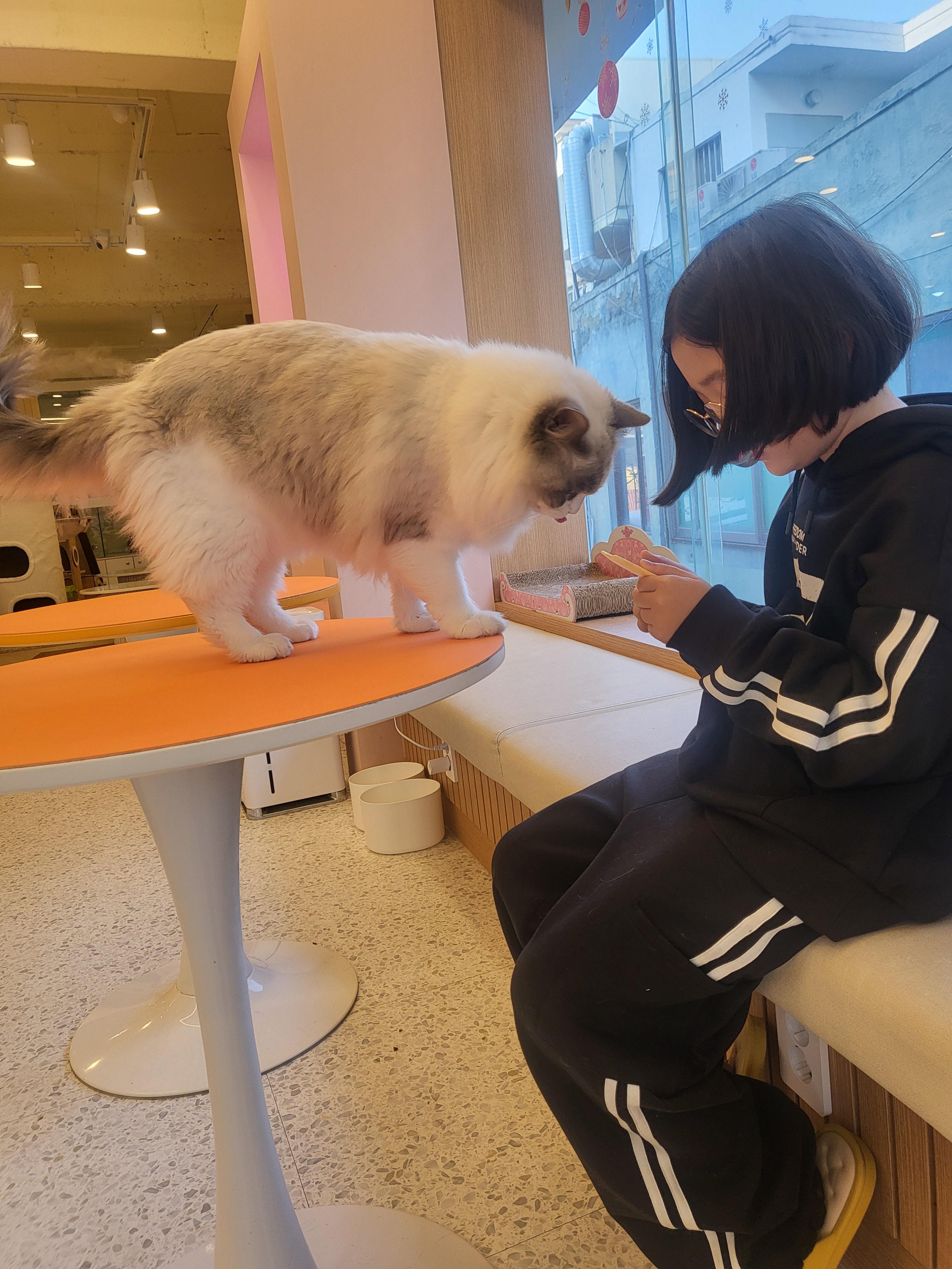 청주 성안길 아이와 가볼만한 곳&amp;#44; 고양이 카페 &amp;#39;냥이싸롱&amp;#39; 힐링 후기 (입장료/간식/방학나들이)