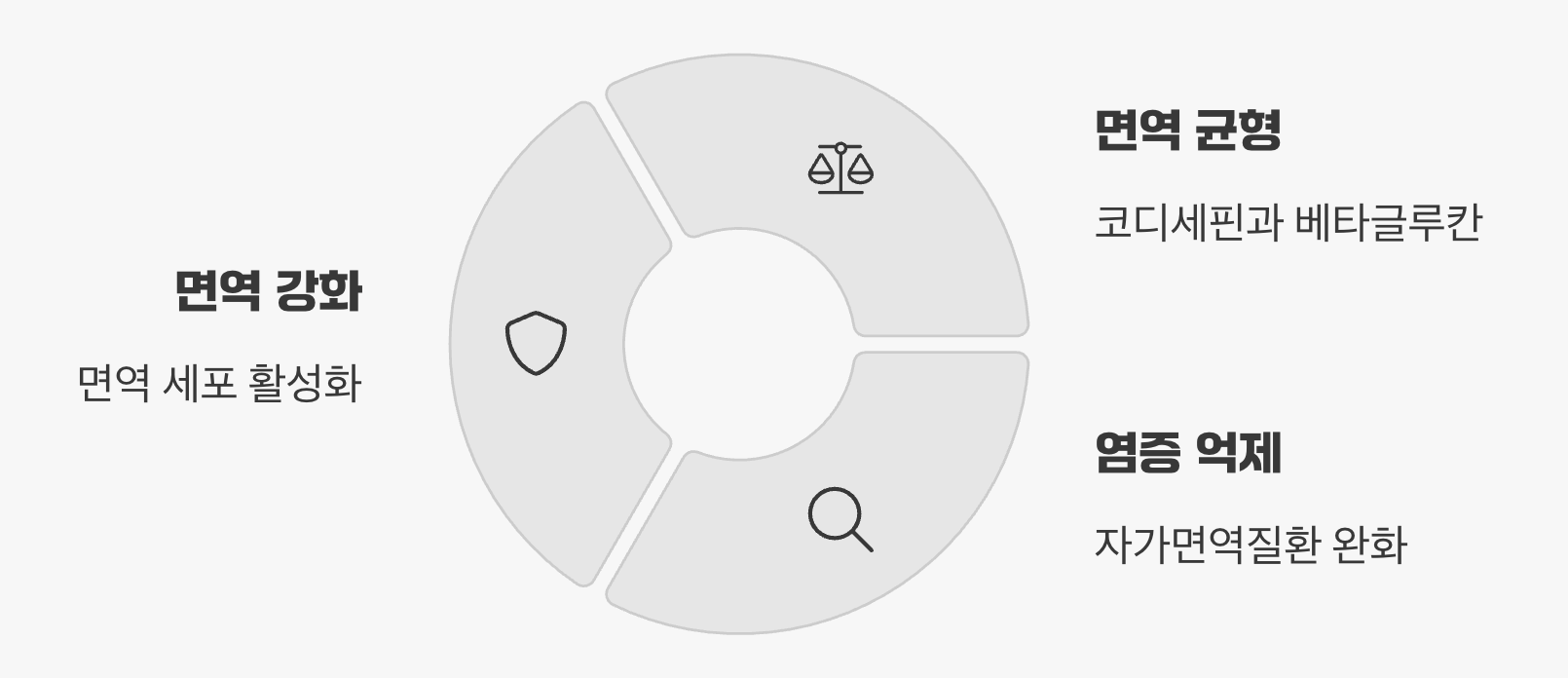면역력의 균형을 잡는 '조절자'