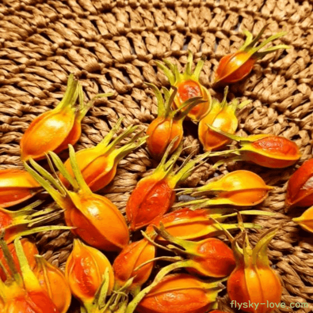 화병에 효과적인 치자