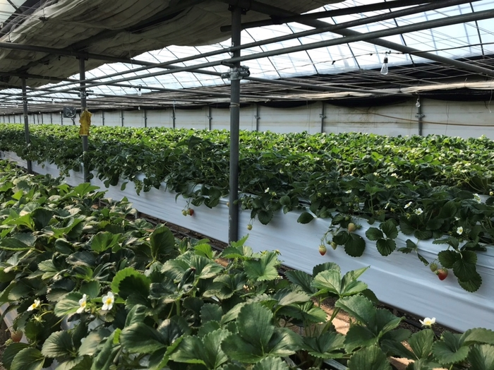 6시내고향 하얀딸기 봉양딸기농원