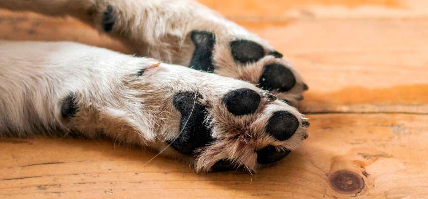 강아지 발바닥 습진