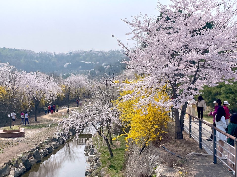 벚꽃