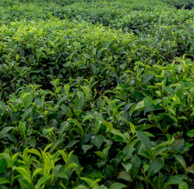 심장에 좋은 음식