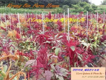 퀴노아 재배 배수성 좋은 흙 고온 건조 적응 수확_9