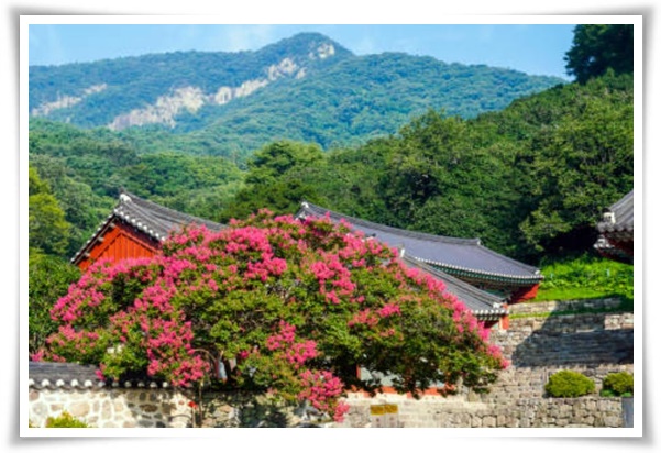 화초 "배롱나무" 한여름 100일 동안 피어나는 정원의 보석!