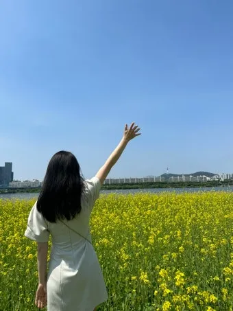 서래섬 유채꽃 축제 2025 서울 봄꽃 명소_15