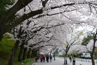 서울 벚꽃 명소 추천 베스트10_7