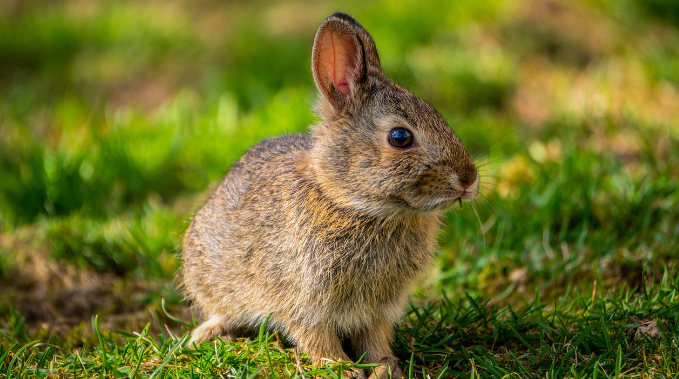 2025년 삼재띠 및 삼재에 대처하는 피하가는 방법