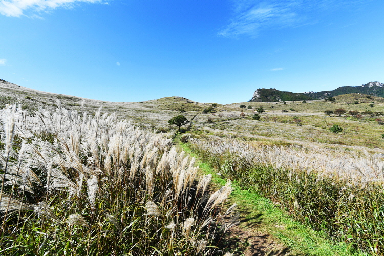 황매산 억새축제