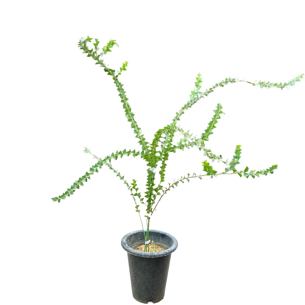 삼각잎 아카시아 키우기